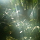 Welcome to the jungle