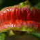 hot lips