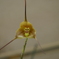 Monkey orchid
