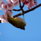 早咲き桜の蜜に夢中のメジロ