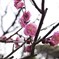 別府公園の梅1月31日