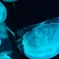 jelly fish