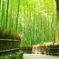 京都/竹林