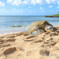 Honu_Northshore