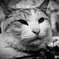 猫２