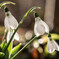 Spring coming soon