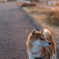 柴犬