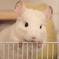 おもちさん