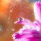 Gerbera