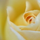 美味しそうな薔薇を目指して・・・♪