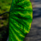 芋の葉