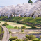 桜に囲まれて