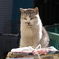 通りすがり猫297