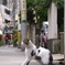 通りすがり猫298
