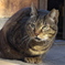 通りすがり猫300