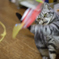 高速猫パンチ
