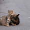 子猫の幸せ