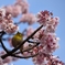 あたみ桜とメジロ