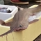 これ食べれるの？