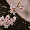 春添えて