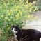菜の花と猫