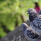 鳩の目はオレンジ