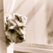 my pretty dog # 60