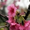2018 桜