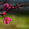 花とつぼみ