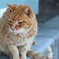 江ノ島の猫