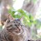 江ノ猫
