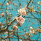 早めの桜