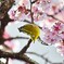 糸川桜祭り　