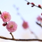 春近し④