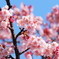 桜祭り