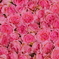 100本の薔薇 - ﾊｲﾚｿﾞｼｮｯﾄ -