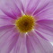 __IGP2555