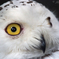 Snowy Owl