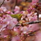 メジロと河津桜