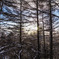 Morning light