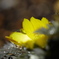 春色の福寿草と水滴のキラキラ
