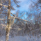 Snowy landscape