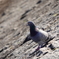 鴨川を見つめる鳩
