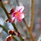梅の花②