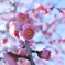 梅の花