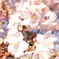 寒桜