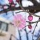 春の息吹き