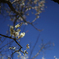 SDIM1283