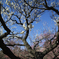 SDIM1356