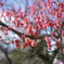 SDIM1280